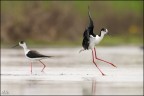 Landing Landing