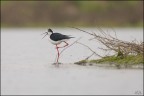 Singing in the rain