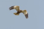 Falco di palude Falco di palude