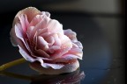 fior.. di begonia fior.. di begonia