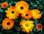 calendula