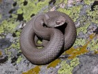 Vipera Vipera
