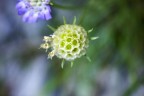 la bellezza dei fiori secchi la bellezza dei fiori secchi
