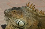 Iguana Iguana
