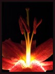Light of the Flower Light of the Flower