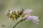 Anthocharis Cardamines Anthocharis Cardamines