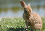 pulizie di pasqua pulizie di pasqua