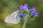 Aporia Aporia