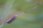 bruchino di melitaea bruchino di melitaea