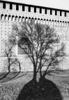 L'albero