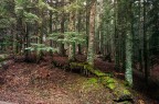 Foreste Casentinesi Foreste Casentinesi