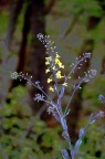 Fiori di cavolo Fiori di cavolo