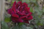 rosa rosa