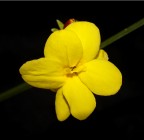 Yellow Yellow