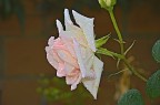 rosa rosa