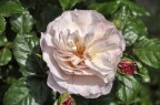 Rosa Rosa