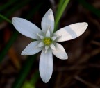 Fiore????? Fiore?????