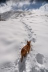Rocco ..gatto delle Nevi Rocco ..gatto delle Nevi