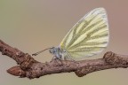 Pieris napi