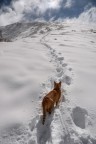 Rocco, gatto delle Nevi
