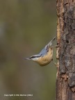 Picchio muratore (Sitta europaea ) Picchio muratore (Sitta europaea )
