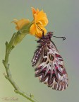 Zerynthia cassandra Zerynthia cassandra