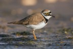 Corriere piccolo_Charadrius dubius Corriere piccolo_Charadrius dubius