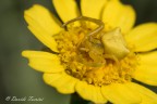 Giallo Giallo