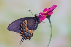 Spicebush swallowtail Spicebush swallowtail