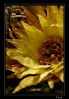 girasole girasole
