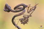 Empusa... Empusa...