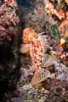 Scorpaena scrofa Scorpaena scrofa