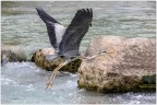 In volo. In volo.