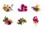 FloWers FloWers