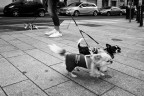 dogsitter dogsitter