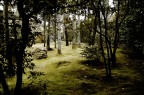 bosco magico bosco magico