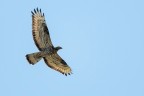 Falco Pecchiaiolo (Pernis apivorus) Falco Pecchiaiolo (Pernis apivorus)