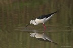 Cavaliere d'Italia (Himantopus himantopus) Cavaliere d'Italia (Himantopus himantopus)