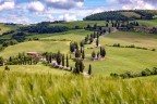 Che ne sai di un campo di grano Che ne sai di un campo di grano