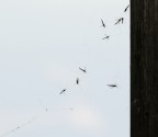 Nessun domani Nessun domani