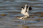 Avocette in love Avocette in love