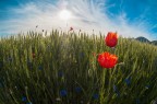 Poppy field Poppy field