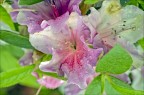 Azalea Azalea
