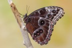 Morpho peleides Morpho peleides