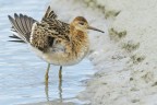 Combattente (Philomachus pugnax) Combattente (Philomachus pugnax)