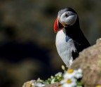 Puffins....i loro luoghi.....ed i fotografi.. Puffins....i loro luoghi.....ed i fotografi..