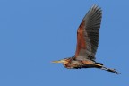 Airone rosso Airone rosso