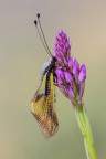 Libelloides coccajus Libelloides coccajus
