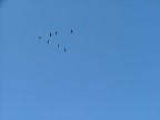 Flying away Flying away