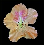 Azalea Azalea